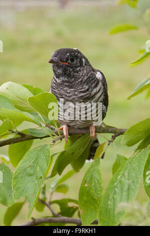 Cuckoo, jeune oiseau, Kuckuck, flügger Jungvogel Cuculus canorus, Coucou gris, Banque D'Images