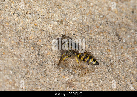 Wasp de sable, sable, femme, guêpes, Kreiselwespe Grabwespe, nid, un in Ihrem Erdbau im Sand, Weibchen, Bembix oculata Banque D'Images