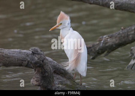 Héron garde-boeuf, buff-soutenu heron, Heron, hérons, Kuhreiher, Kuh-Reiher, Reiher, Ardeola ibis, Bubulcus ibis, Héron garde-boeufs Banque D'Images