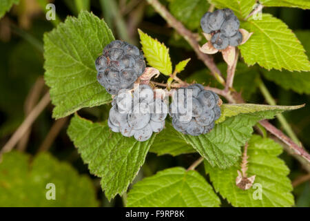 Dewberry européen, fruit, Kratzbeere Kratz-Beere Acker-Brombeere,,, Rubus caesius, ronce bleuâtre, Früchte, Frucht Banque D'Images