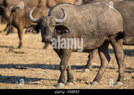 Buffle (Syncerus caffer), le parc national de South Luangwa, en Zambie, l'Afrique Banque D'Images