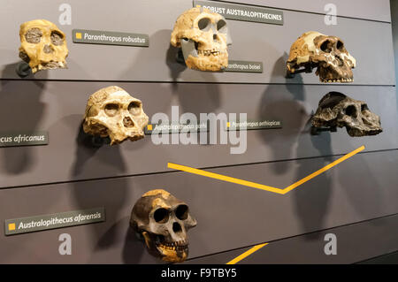 Galerie de l'évolution humaine au Natural History Museum de Londres Royaume-Uni UK Banque D'Images