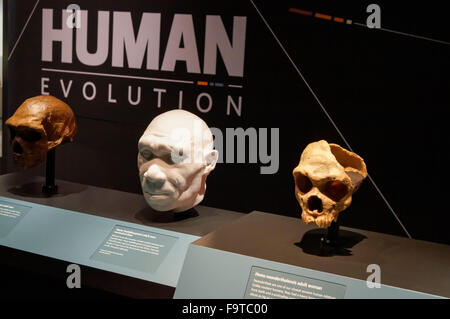 Galerie de l'évolution humaine au Natural History Museum de Londres Royaume-Uni UK Banque D'Images