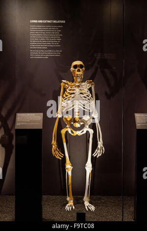 Galerie de l'évolution humaine au Natural History Museum de Londres Royaume-Uni UK Banque D'Images