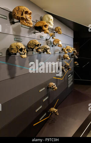 Galerie de l'évolution humaine au Natural History Museum de Londres Royaume-Uni UKws Banque D'Images