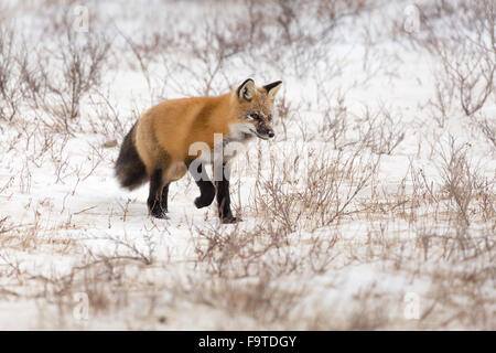 Le renard roux est à l'écoute à travers la neige pour un repas potentiel à Churchill, Manitoba, Canada. Banque D'Images