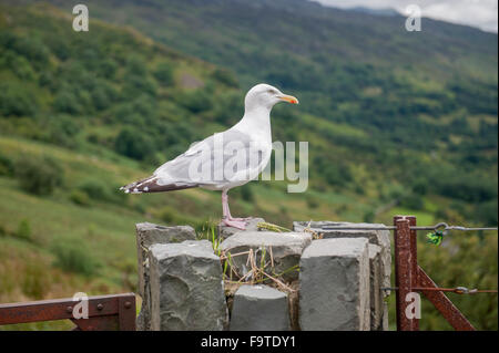 Oiseaux goéland debout sur le bord de la porte en pierre Banque D'Images