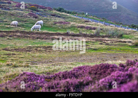 Moutons dans la région de Moor Land Banque D'Images