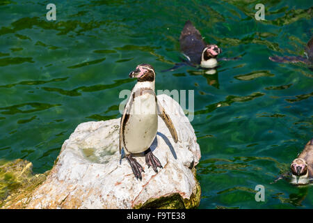 Magellan solitaire (Spheniscus magellanicus) sur un rocher entouré d'eau et des pingouins nager autour de lui Banque D'Images