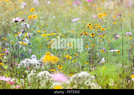 Les fleurs sauvages d'été Meadow Banque D'Images