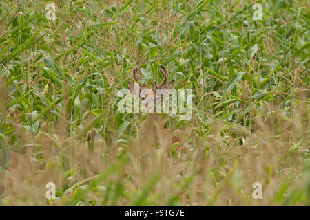 Buck Whitetail camouflé dans un champ Banque D'Images
