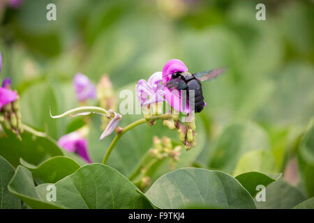 Abeille charpentière Xylocopa, Tropical latipes, pollinisent une fleur Banque D'Images