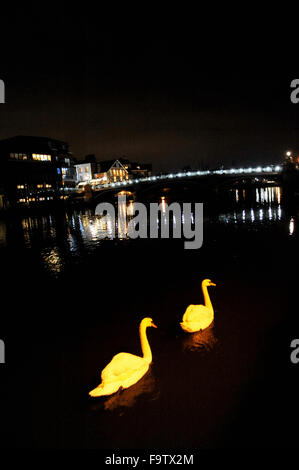 Cygnes sur la Tamise de nuit à Windsor Berkshire UK Banque D'Images