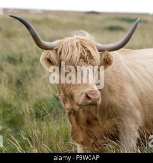 vache Highland Banque D'Images