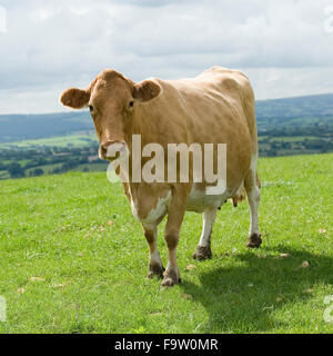 vache de Guernesey Banque D'Images