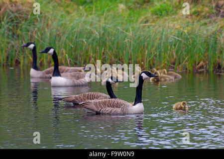 La bernache du Canada (Branta canadensis) natation parents et oisons dans le lac Banque D'Images