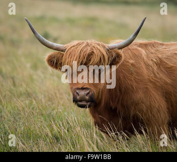 vache Highland Banque D'Images