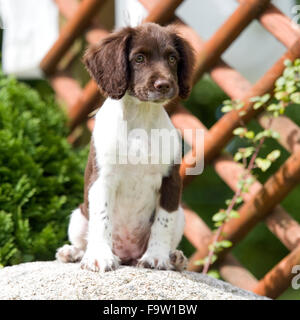 English springer spaniel puppy Banque D'Images