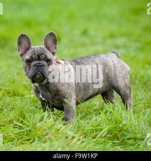 bouledogue français Banque D'Images