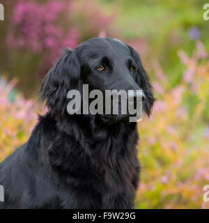 Flatcoated Retriever, noir Banque D'Images