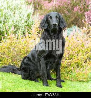 Flat Coated Retriever Banque D'Images