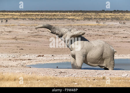 L'éléphant d'Afrique (Loxodonta Africana) dans la vue sur le bord de l'eau. Parc national d'Etosha, Namibie, Afrique Banque D'Images