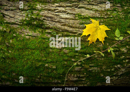 Feuille d'érable jaune sur mousse couverts Journal, New York, USA Banque D'Images