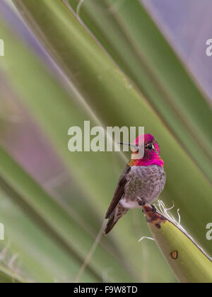 Un brillant homme Anna's Hummingbird, Calypte anna, défend son territoire d'une fronde de yucca. Banque D'Images