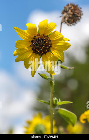 Une commune en fleurs de tournesol, Helianthus annuus, contre un ciel bleu. Banque D'Images