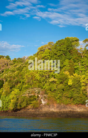 Forêt de pluie sur le côté est de l'île de Coiba national park, la côte Pacifique, la province de Veraguas, République du Panama. Banque D'Images