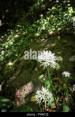 (Allium ursinum) rançons dans Reelig Glen en Ecosse. Banque D'Images