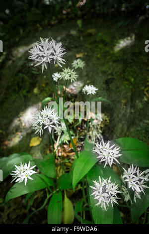 (Allium ursinum) rançons dans Reelig Glen en Ecosse. Banque D'Images