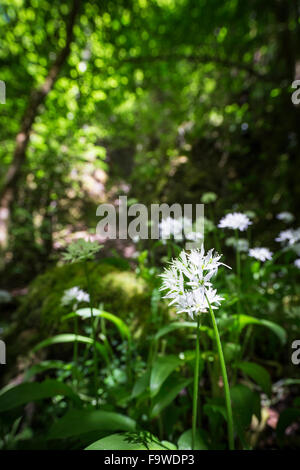 (Allium ursinum) rançons dans Reelig Glen en Ecosse. Banque D'Images