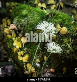 (Allium ursinum) rançons dans Reelig Glen en Ecosse. Banque D'Images