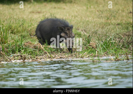 Forêt géant du porc (Hylochoerus meinertzhageni) au canal de Kazinga, Parc national Queen Elizabeth, en Ouganda Banque D'Images