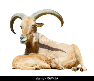 Mouflon avec de l'agneau. Plus isolé sur fond blanc avec l'ombre Banque D'Images