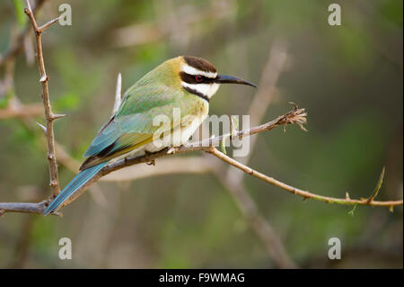 White-throated bee-eater (Merops albicollis), Parc national Queen Elizabeth, en Ouganda Banque D'Images