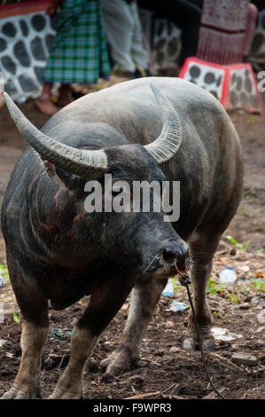 Buffalo cicatrices liées par le buffle nez dans le village de Tana Toraja Banque D'Images