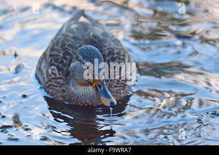 Une femelle Canard colvert, Anas platyrhynchos, nageant dans un étang avec la formation de glace sur sa surface Banque D'Images