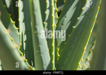 Aloe cactus closeup - Agave / Détails Banque D'Images