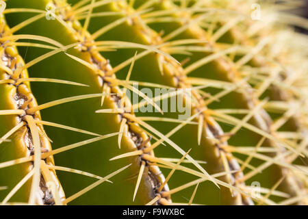 Cactus closeup,bateau à quille - Coussin de belle-mère Banque D'Images