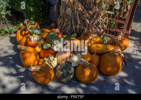 La récolte d'automne Saison à Peju Province Winery à Rutherford de la Napa Valley dans le Comté de Napa California United States Banque D'Images