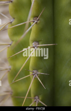 De longues épines de cactus - gros plan macro sur cactus Banque D'Images
