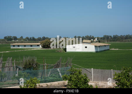 Vue sur les rizières du Parc Naturel de l'Albufera, Valence Banque D'Images