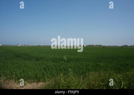 Vue sur les rizières du Parc Naturel de l'Albufera, Valence Banque D'Images