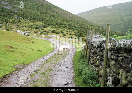 Les moutons en liberté sur le sentier par jour nuageux dans le tambour, Snowdonia, le Nord du Pays de Galles, Royaume-Uni Banque D'Images