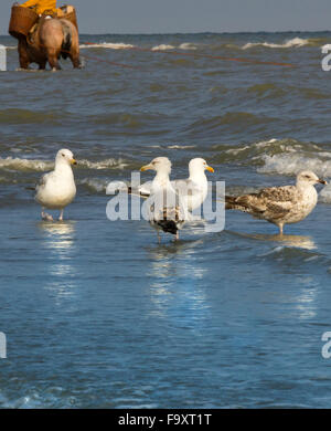 L'ouate de pêcheur dans la mer. La pêche des crevettes - les derniers pêcheurs à cheval. Oostduinkerke, Belgique. Banque D'Images