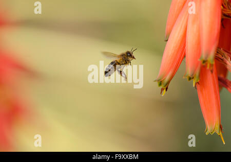 Les travailleurs d'un miel foncé européenne en vol de l'abeille, Apis mellifera, sur l'Aloe arborescens, Andalousie, espagne. Banque D'Images