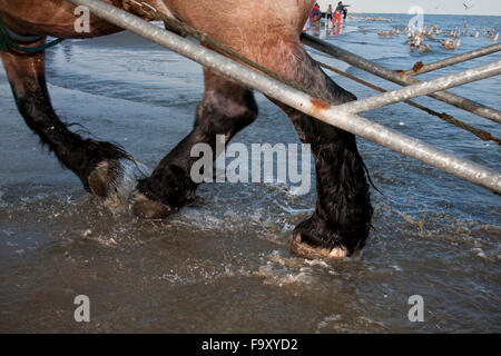 L'ouate de pêcheur dans la mer. La pêche des crevettes - les derniers pêcheurs à cheval. Oostduinkerke, Belgique. Banque D'Images