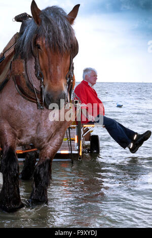 L'ouate de pêcheur dans la mer. La pêche des crevettes - les derniers pêcheurs à cheval. Oostduinkerke, Belgique. Banque D'Images